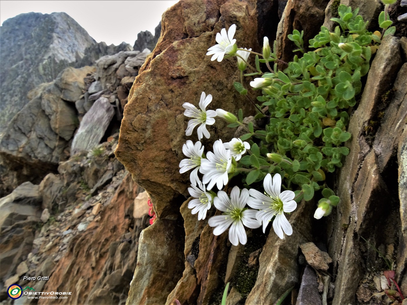46 Bellissimi fiori bianchi di Cerestium alpinum (Cerestio alpino).JPG